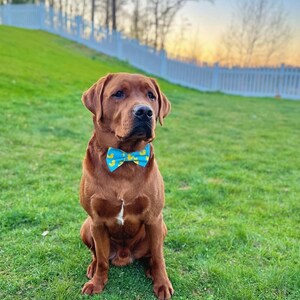 Adopted & Adored Dog Bow Tie - Baylor's Bow Ties Handmade to order image 8