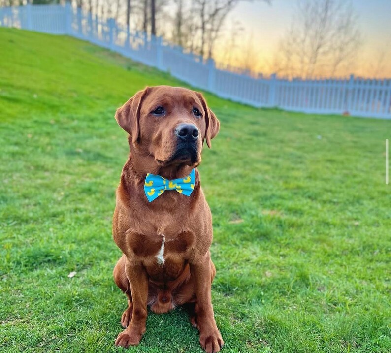 Adopted & Adored Dog Bow Tie - Baylor's Bow Ties Handmade to order image 8
