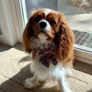 Adopted & Adored Dog Bow Tie - Baylor's Bow Ties Handmade to order image 4