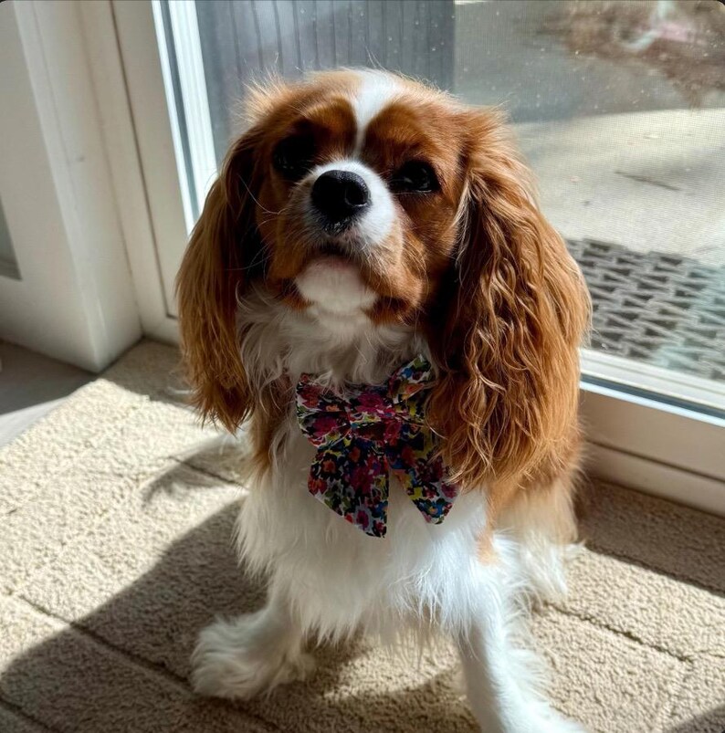 Adopted & Adored Dog Bow Tie - Baylor's Bow Ties Handmade to order image 4