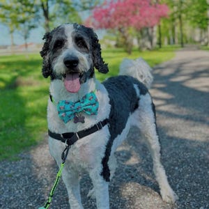 Adopted & Adored Dog Bow Tie - Baylor's Bow Ties Handmade to order image 10