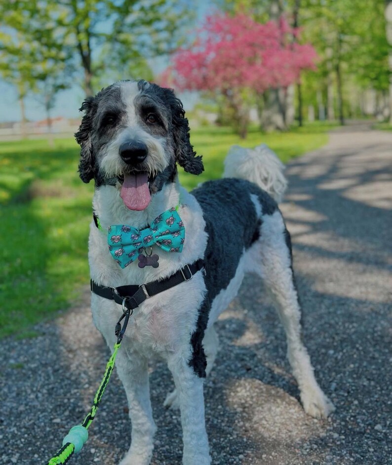 Adopted & Adored Dog Bow Tie - Baylor's Bow Ties Handmade to order image 10