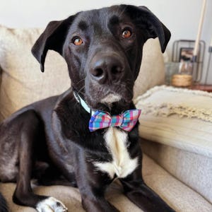 Adopted & Adored Dog Bow Tie - Baylor's Bow Ties Handmade to order image 5