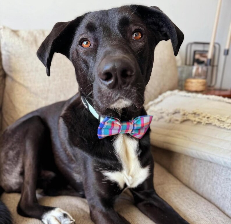 Adopted & Adored Dog Bow Tie - Baylor's Bow Ties Handmade to order image 5