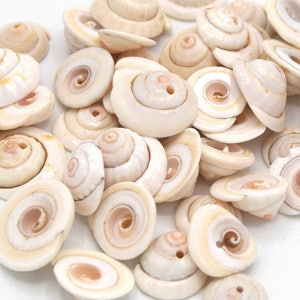 Könnte beinhalten: Eine Sammlung kleiner, weißer Muscheln mit einem Spiralmuster. Die Muscheln sind auf einer weißen Oberfläche zu einem Haufen angeordnet.