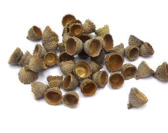 60g Echte Eikelbekers, Beigegrijs, Echte Eikelkap van Kurkeik voor Decoratie en Knutselen