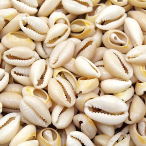 Op de afbeelding: Een close-up van een stapel witte kauri-schelpen. De schelpen zijn glad en hebben een natuurlijke glans. Ze zijn een populair materiaal voor sieraden en ambachten.