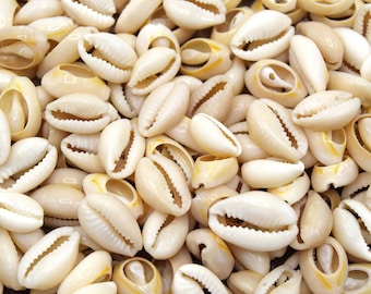 Cowrie shells 13~18x10mm ~11x3~5 mm - cowrie shells - lot of 20/50/100 units