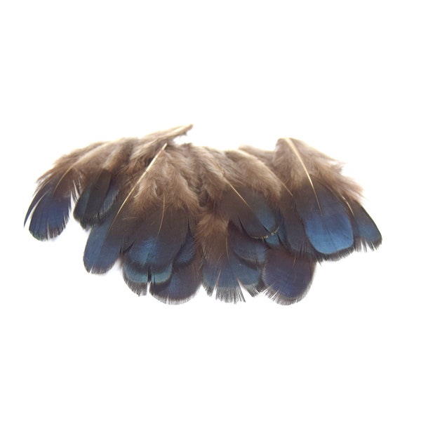 20 petites plumes bleues naturelles