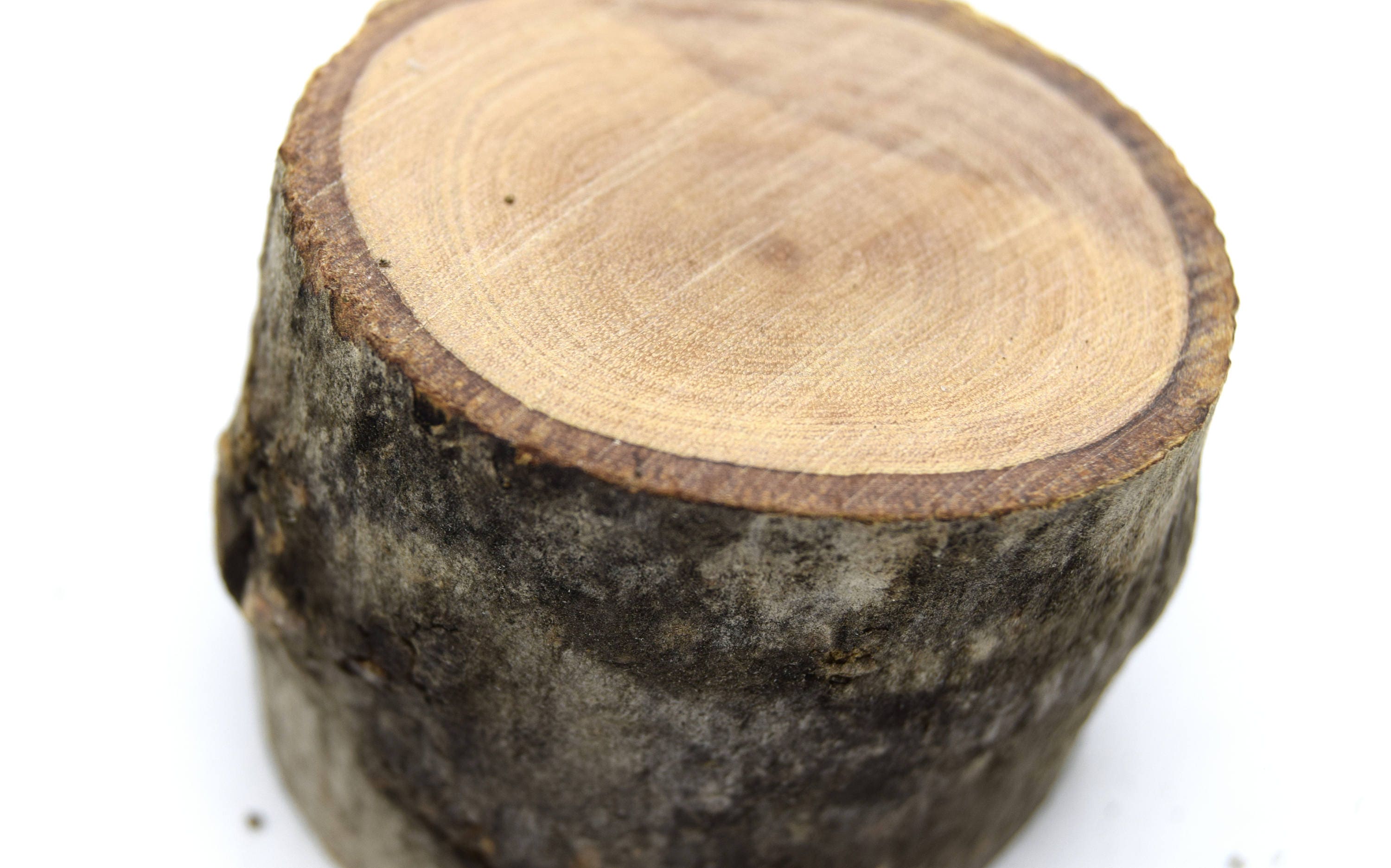 X10 Olive Wood Logs for Wooden Decoration Ø40mm Th. 2.5cm