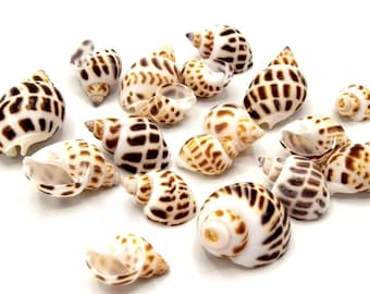 Spiral shells for jewelry and decoration - In batches of 5/10/20 units -