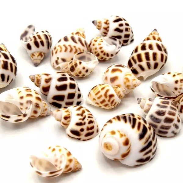 Spiral shells for jewelry and decoration creation - In batches of 5/10/20 units -