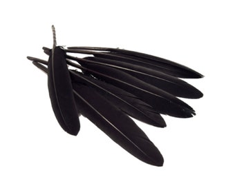 Plumas negras en lotes de 20/50 unidades