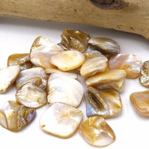 May include: A collection of iridescent, natural, golden-brown, shell chips. The chips are smooth and have a slightly irregular shape.