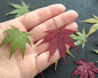 20  feuilles d'érable séchées mixtes pour résine et fabrication de bijoux