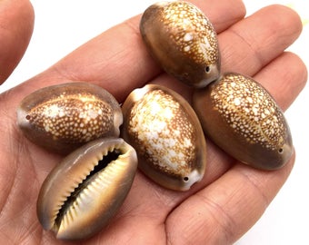 Lot of Large natural cowrie shells drilled or undrilled brown color approximately 26~35 mm. - Lot of 10/30 units - CC05