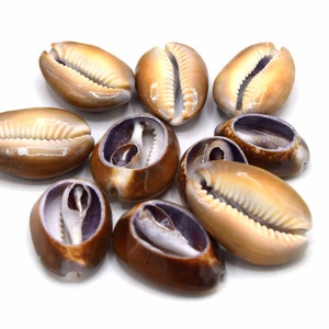 Large cowrie shell natural open back brown color about 26~35 mm. - Lot of 10/20/30 units - CC05