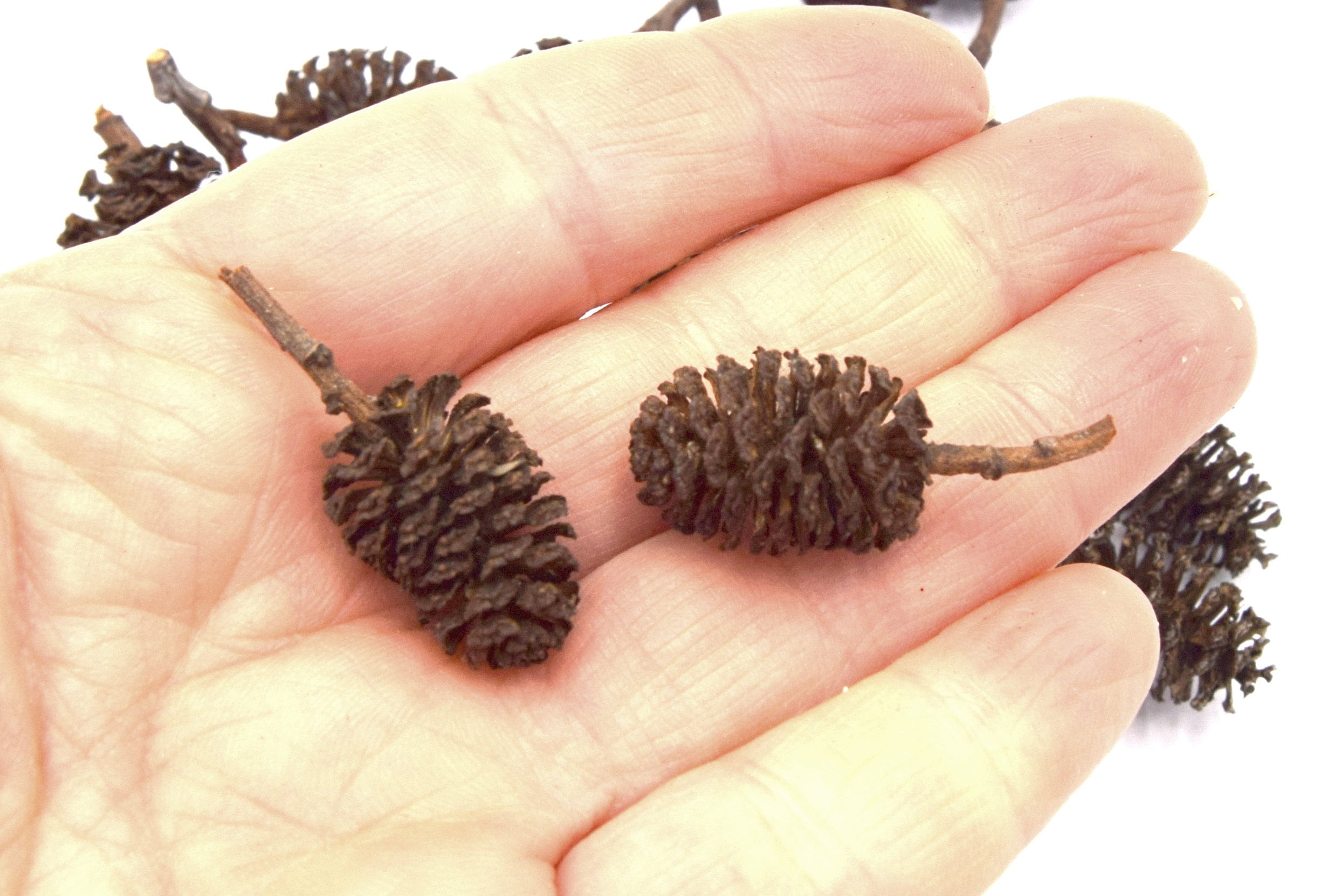 x20 mini pine cones for resin inclusion and floral decoration