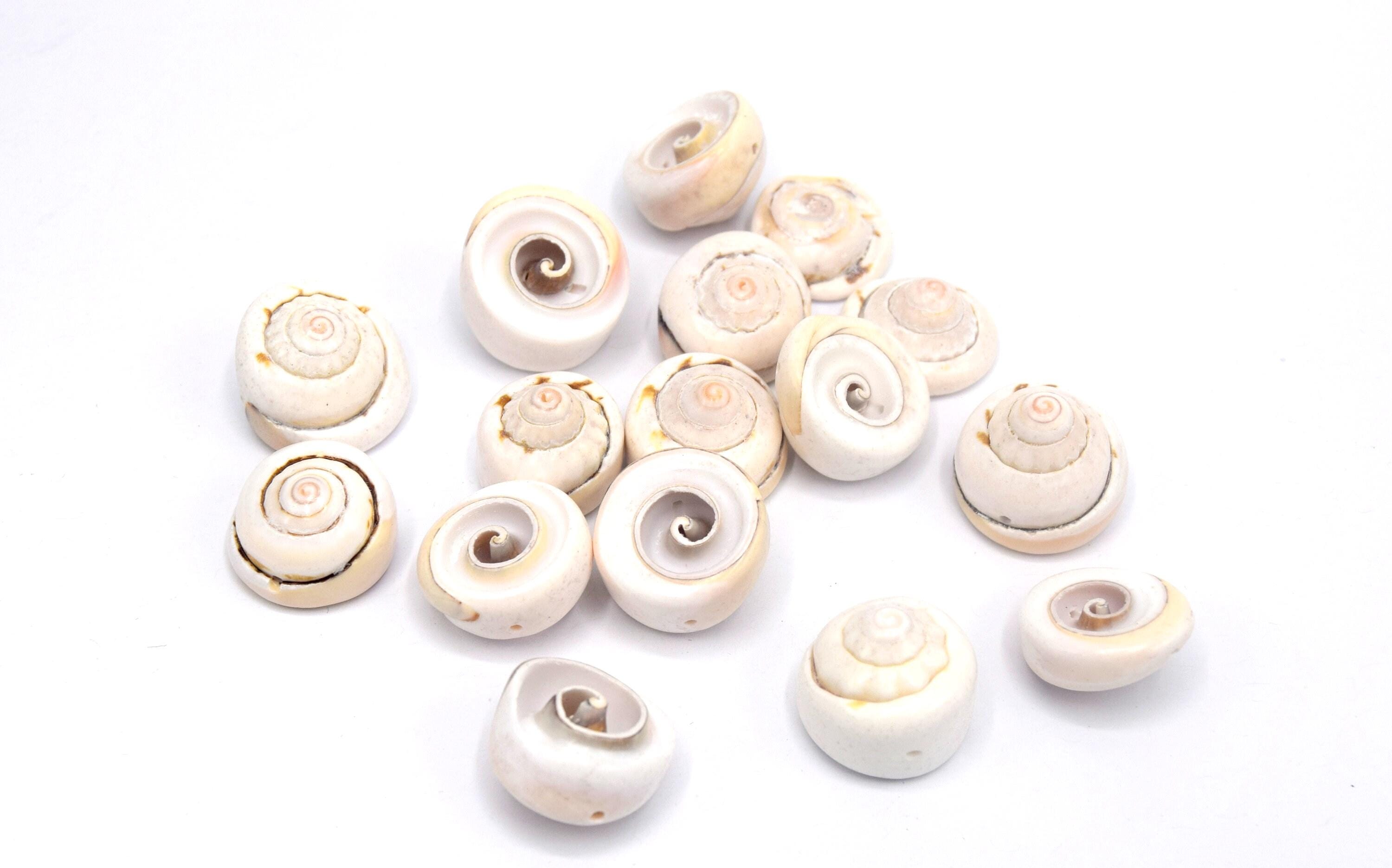 SUNNYCLUE 1boîte 10Paires de Boucles d'oreilles Coquillages à Faire Soi