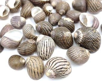 20 Undrilled Nerita Polita sea snail shells, for jewelry creation and decoration