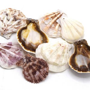 Lot of pierced sea shells scallops 39~45 mm / Lot of 5/10/20 units