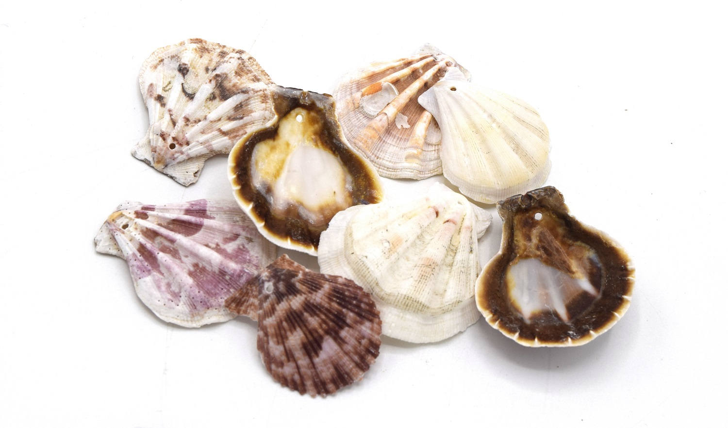 Lot of drilled sea shells scallops 39~45 mm / Lot of 5/10/20 units