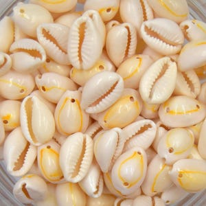 Muszle porcelanowe, przebite 1 lub 2 otworami, ok. 14 mm - partia 10/50/100 sztuk