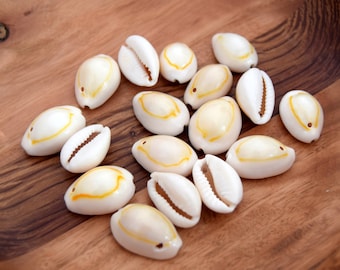 Cauris shell pierced 1 or 2 HOLES 14~16 mm- cowrie shells - lot of 10/50/100 units