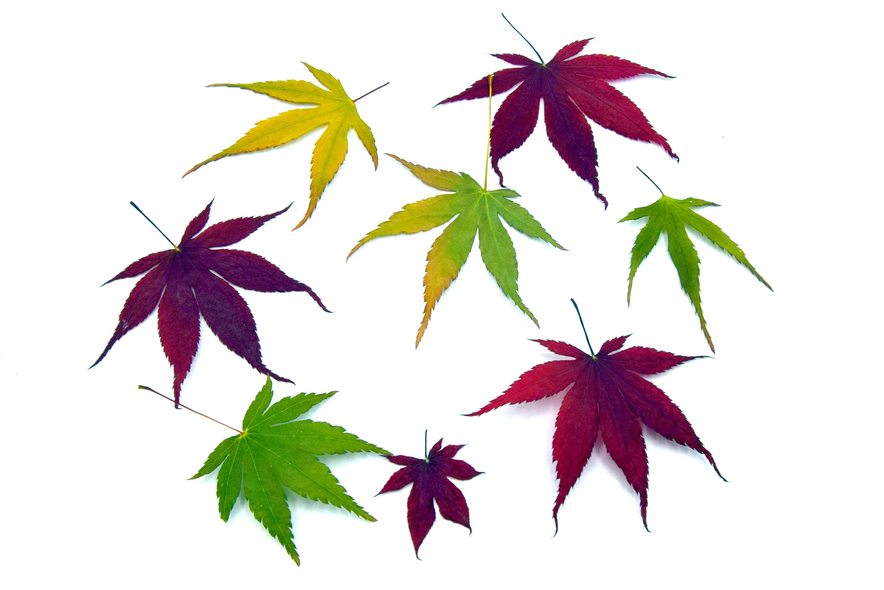 42PCS Real Dried Maple Leaves For Resin, Natural Lebanon