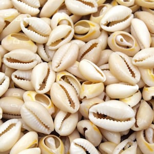 x200 Cowrie shells 13~16x10mm ~11x3~5 mm - cowrie shells CC02