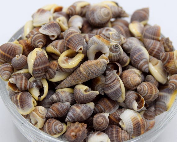 X100 Small Mixed Natural Unvarnished Shells Shells for Decoration