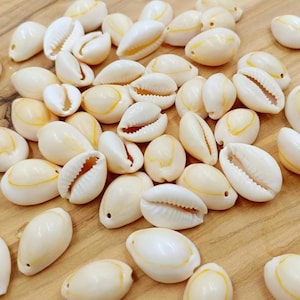 Large drilled cowrie shells ~ 21-26 mm - cowrie shells - lot of 10/20/50 units