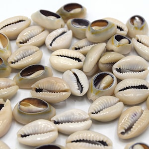 Natural cowrie shell without back 17~20 mm beige, lot of 20 to 50 units