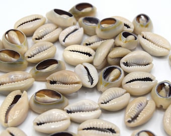 Natural cowrie shell without back 17~20 mm beige, lot of 20 to 50 units