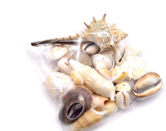 80 grams of declassified mixed shells for decoration and jewelry making,