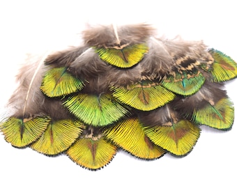 Plumas de pavo real natural grado A plumón verde - Pack de 5/10 unidades