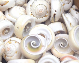 Perle Coquillage Oeil De Sainte Lucie Shiva Ovale - 18-22mm, Blanc Beige, Spirale, Fait Main