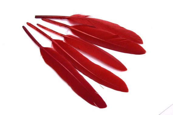 x20 red feathers 