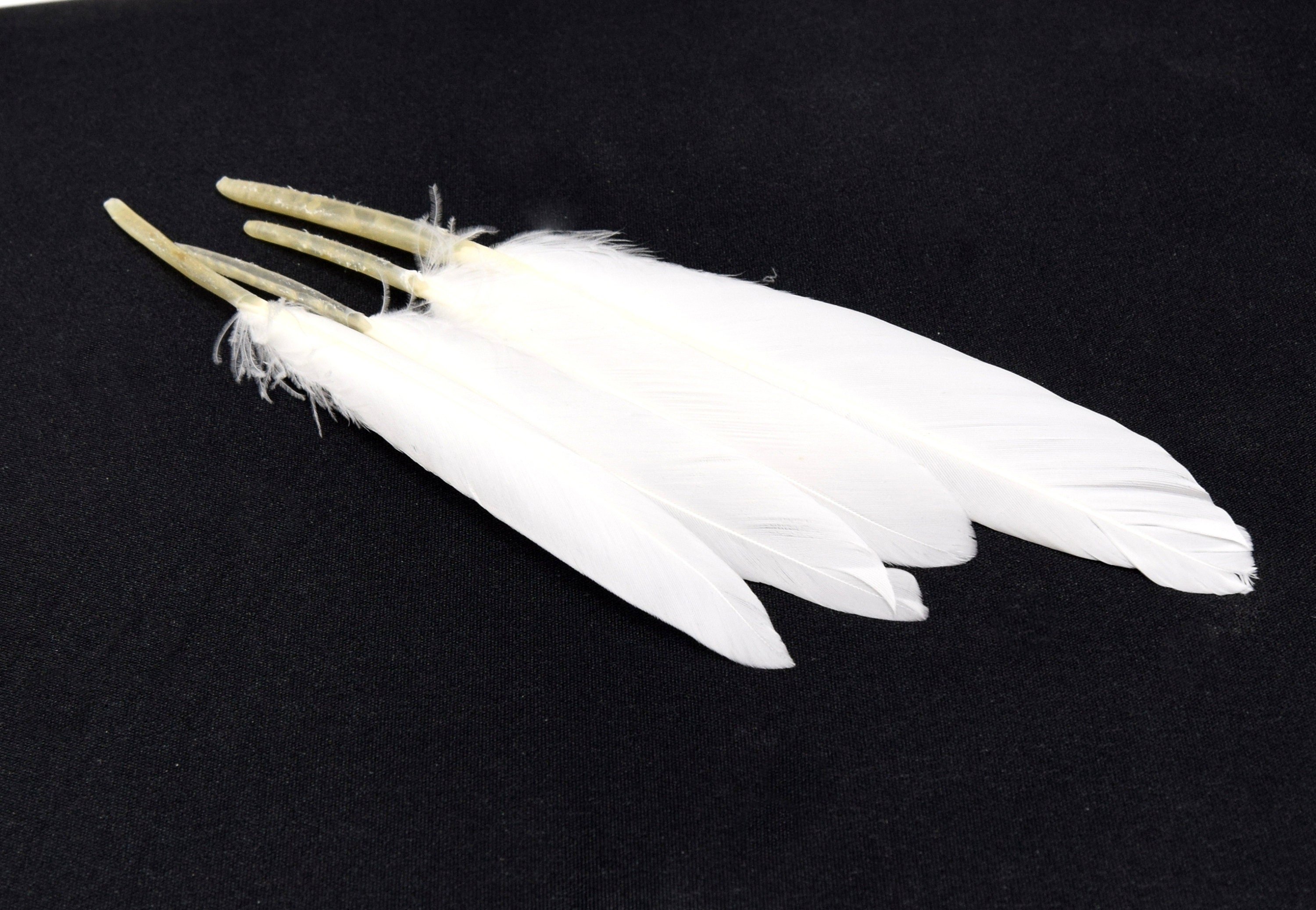 White 20pcs Rooster Coque Tail Feathers for Crafting, Decoration, Weddng,  Millinery Supply, Fly Tying, DIY Feather Decoration