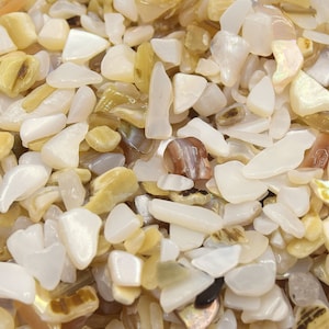 Può includere: Primo piano di una ciotola piena di piccole conchiglie bianche e beige iridescenti. Le conchiglie sono di varie forme e dimensioni, alcune con una lucentezza madreperlacea.