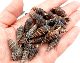 20 Undrilled Terebra Auger Black Cone Shells for Jewelry Making and Decoration