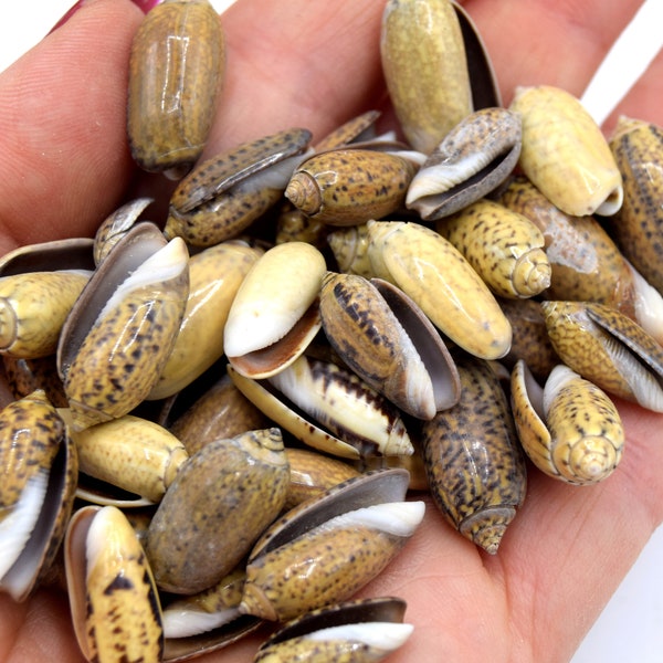 x50 brown spiral shells without hole - shells for decoration and jewelry making, non-drilled shells CC11