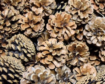 x20 dennenappels voor bloemen- en kransdecoratie
