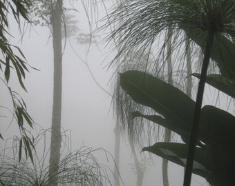 Misty Trails of Central Costa Rica