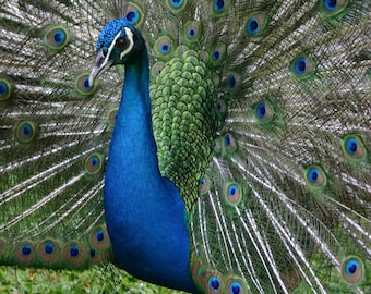 Ha'aheo - Hawaii's Prideful Peacock