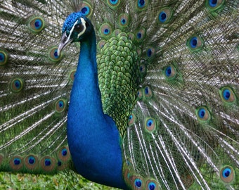 Ha'aheo - Hawaii's Prideful Peacock