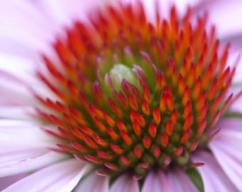 Echinacea Flower