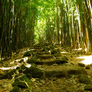 Bamboo Trails of Haleakala