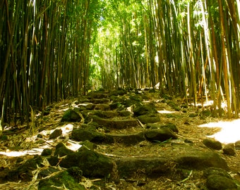 Bamboo Trails of Haleakala