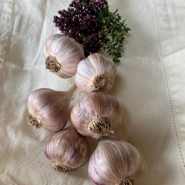 Organic Vermont Culinary Garlic and Herb Braids